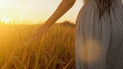 Woman's hand touch young wheat ears at sunset or sunrise. Rural and natural Stock Footage 108634009