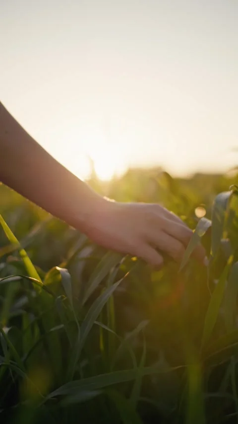 Womans hand touches the grass while walking in the field Stockbeeldmateriaal 312277380