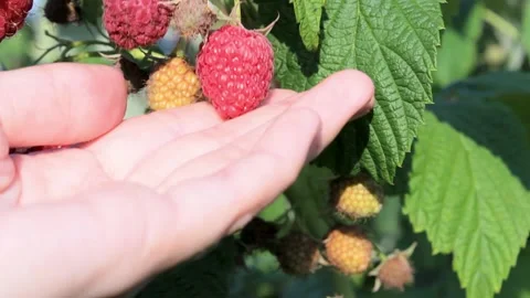 A woman's hand touches a ripe raspberry on a bush branch. Stock Footage 167478079