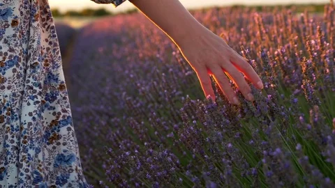 Woman's hand touching blooming lavender flowers Stock Footage 78591053
