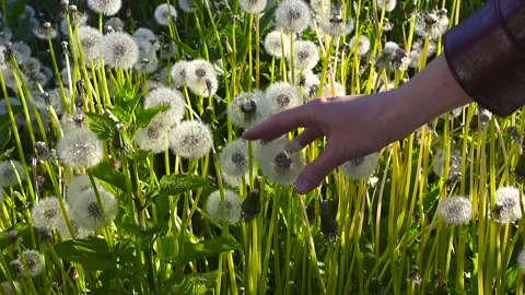 Woman's Hand Touching Delicate Dandelion Clocks in a Sunny Summer Meadow Stock Footage 336537191