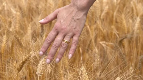 Woman's hand touching the ears of a wheat field- close up Stock-Footage 83961959
