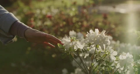 Woman's hand touching a flower Stock Footage 132304318