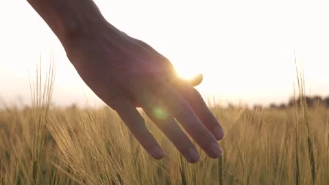 Womans hand touching golden wheat in field at sunset Stock Footage 333395545