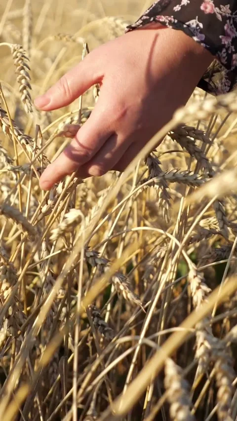 Womans hand touching golden wheat ears in a field during sunset, symbolizing Video stock 341677993