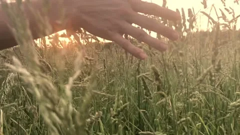 A woman's hand touching the grass in a field as she walks at sunset. Stock Footage 132207098