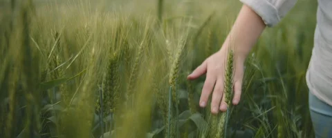 Woman's hand touching green grass in a wheat field Stock Footage 127100145