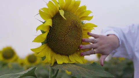Womans Hand Touching Large Sunflower Head in Field Close Up Stock Footage 343707121