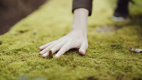 Woman's Hand Touching Moss Stock Footage 93038699