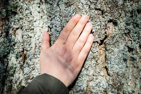 Woman's hand touching old tree bark, love nature, World environment day. Ecology Stock Photos
