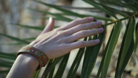 Woman`s hand touching palm leaf Видео 76798028