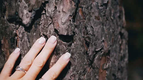 Woman's Hand Touching Pine Bark Stock Footage 293272277