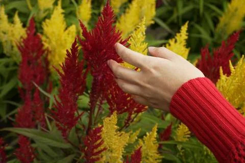 Woman's hand touching red and yellow celosia plants Stock Photos