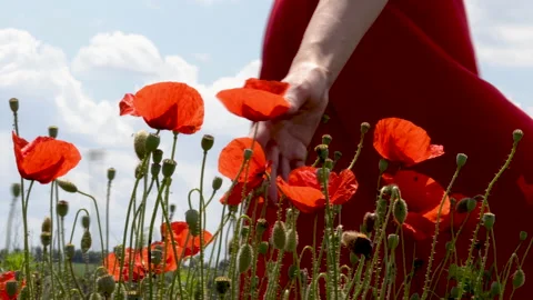 Woman's hand touching red beautiful poppy in a flowers field Stock-Footage 197646537