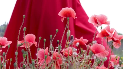 Woman's hand touching red beautiful poppy in a flowers field Stockbeeldmateriaal 197646633