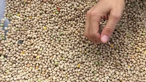 Woman's hand touching seeds during a visit  in a farm Vidéo 73531110
