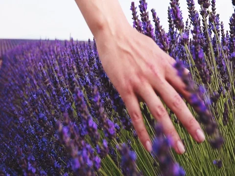 Woman's hand touching sunny lavender flovers in Provence. SLOW MOTION 240 fps. Vidéo 73434026