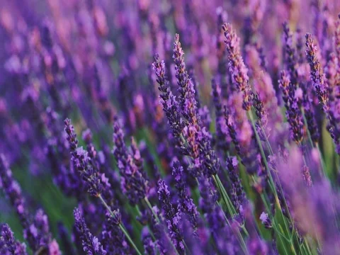 Woman's hand touching sunny lavender flovers in Provence. SLOW MOTION 120 fps. Stock-Footage 73434410