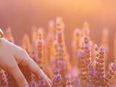 Woman's hand touching sunny lavender flovers in Provence. SLOW MOTION 120 fps. Stockbeeldmateriaal 73434502