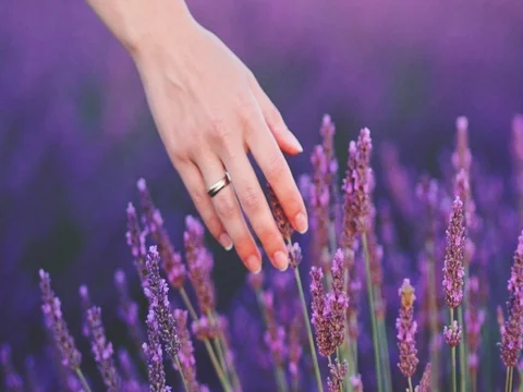 Woman's hand touching sunny lavender flovers in Provence. SLOW MOTION 120 fps. 스톡 동영상 73434561