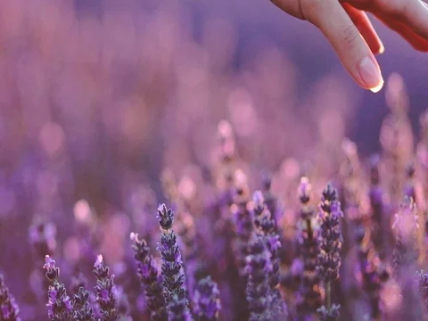 Woman's hand touching sunny lavender flovers in Provence. SLOW MOTION 120 fps. Vídeo Stock 73435492