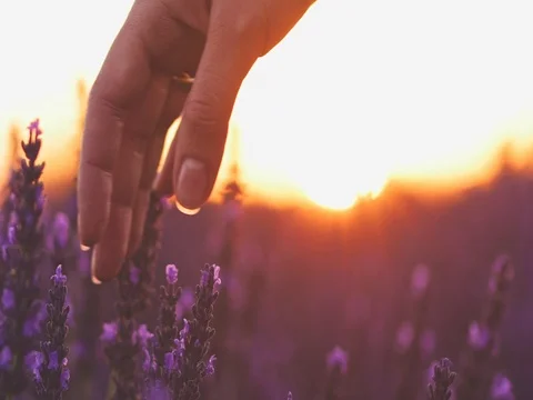 Woman's hand touching sunny lavender flovers in Provence. SLOW MOTION 120 fps. 스톡 동영상 73435942