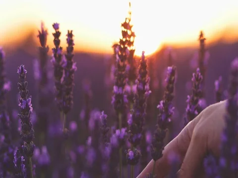 Woman's hand touching sunny lavender flovers in Provence. SLOW MOTION 120 fps. Vídeo Stock 73436166