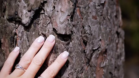 Woman's Hand Touching Tree Bark Stock Footage 293261210