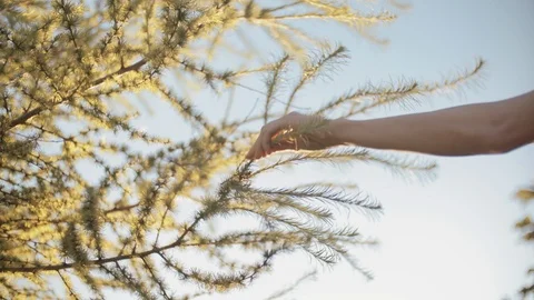 Woman's Hand Touching Tree Branches. Stock Footage 93750659