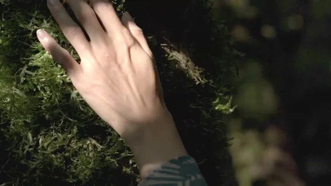 Woman's hand touching the tree. Slow motion. Stock Footage 129767314
