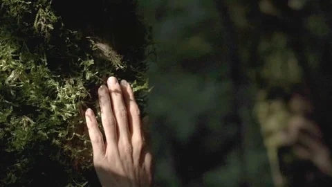 Woman's hand touching the tree. Slow motion. Stock Footage 129767317