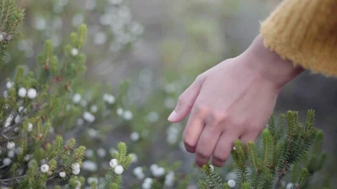 Woman's hand touching the vegetation that exists near the beaches in Portugal. Stock Footage 115079115