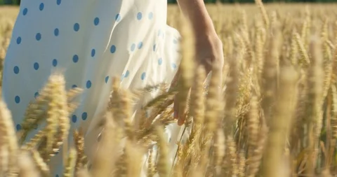 Woman's hand touching wheat ears on a field on the sunset. Shot in slow motion Stock Footage 112304238