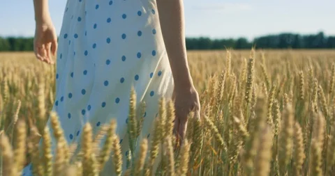 Woman's hand touching wheat ears on a field on the sunset. Shot in slow motion Stock Footage 112304788