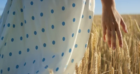 Woman's hand touching wheat ears on a field on the sunset. Shot in slow motion Video stock 112370493