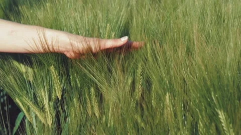 Woman's hand touching wheat ears Stockbeeldmateriaal 147139294