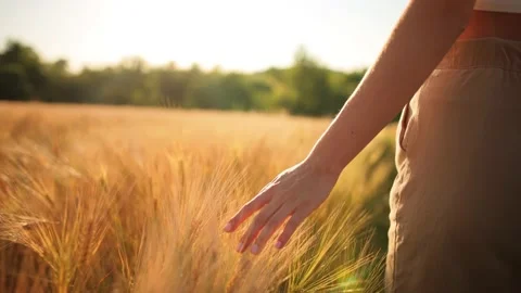 Woman's Hand Touching Wheat Ears Closeup. Plants Swaying at Dreamy Sunrise. Good Stock Footage 232492802