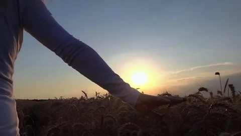 Woman's Hand Touching Wheat At Sunset 動画素材 81172978