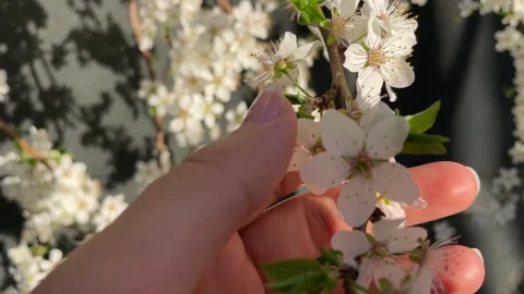 Woman's hand touching white plum blossoms on a sunlit spring branch Stock Footage 346391417