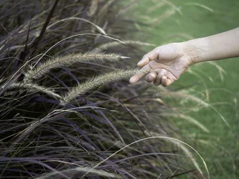Woman's hand touching wild grass. Stock Photos