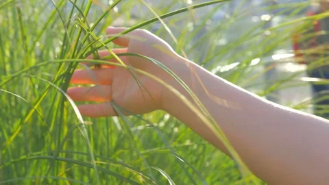 A woman's hand touching the wind-blown grass leaf. Stock Footage 85417274