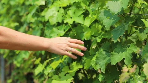 Woman's hand touching young green fresh vines at the vineyard Stock Footage 245454240