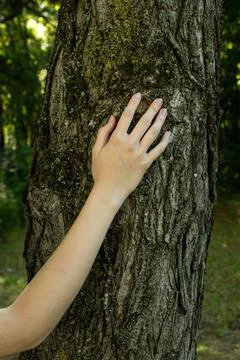 Woman's hand on a tree. The concept of caring for the environment. Stock Photos