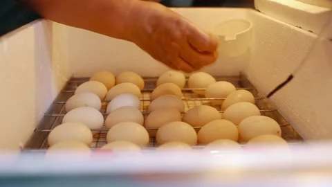 A woman's hand turns over eggs lying in a home incubator. Stock Footage 206077873