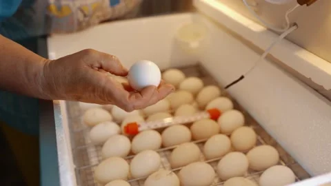A woman's hand turns over eggs lying in a home incubator. Vídeos de archivo 206077991