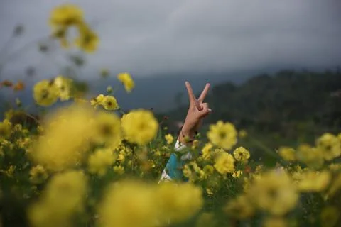 A woman's hand with a two-finger code in the caudatus cosmos flower garden Stock Photos