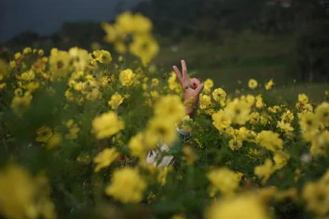 A woman's hand with a two-finger code in the caudatus cosmos flower garden Stock Photos