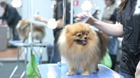 A woman's hand using a comb combs the hair of a pomeranian dog Stock Footage 251453523