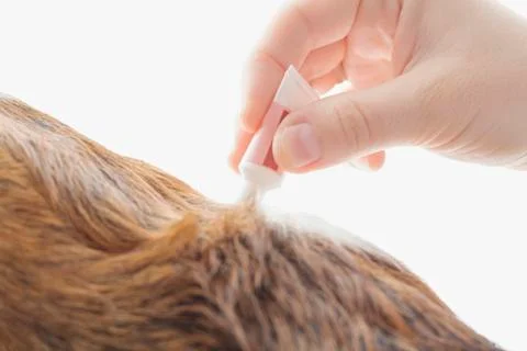 Woman's hand using a pipette as a preventive treatment on her dog's hair Stock Photos