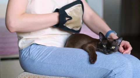 A woman's hand using special glove petting a domestic cat lying on her knees Stock Footage 275690386